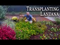 Transplanting Lantana (Perennials)