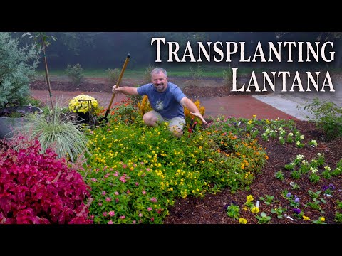 Video: När man ska plantera om Lantana-växter – Flytta en Lantana till en ny kruka