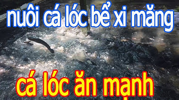 Mô Hình Nuôi Cá Lóc Bể Xi Măng Cá Ăn Khỏe Mau Lớn - Trại Cá Phú Yên