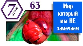 Мир, который мы не замечаем. (Архив проекта #7этаж)