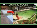 DIY Transformation to Organic Pool in 5 minutes