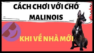 Hướng dẫn cách chơi với chó con Malinois khi về nhà mới|Chó Bảo Vệ Malinois