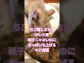 ちび猫とミヨコがいた夏！親子じゃないのにおっぱいを上げるキジトラ猫！2018