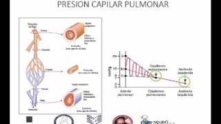 De pulmones del los del sanguíneo a diagrama corazón través flujo el y cuerpo