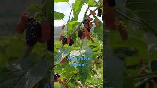 Yediveren Avustralya Karadut