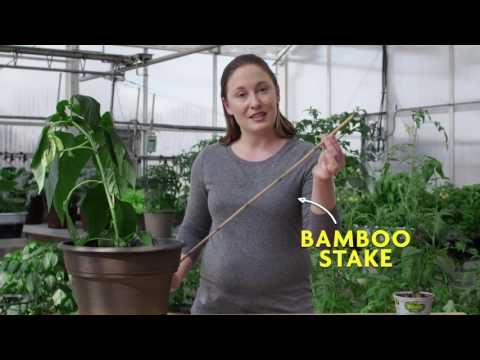 Video: Bør jalapeno-planter stakes?