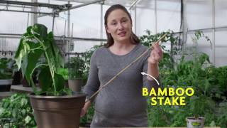 In this video, we'll show you why it's important to support pepper
plants the garden and how stake them. download our free homegrown app
for ios or and...