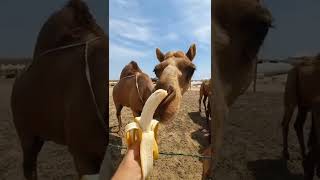 camel eating banana 🤣🤣🤣🤣🤣 || MZK