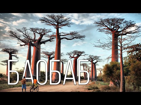 Video: Wie viele Baobab-Bäume sind noch übrig?