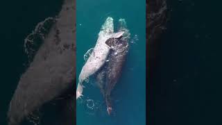 very beautiful video of two blue whales#shirts #two whales