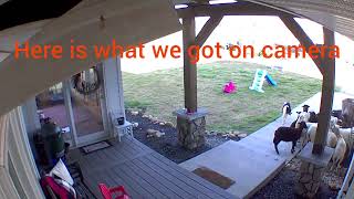 Border Collie herds sheep onto the porch!!