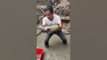 Thử thách tát cạn nước bắt cá ở khu biệt thự ven biển | Review bắt hải sản #shorts #sanbathaisan