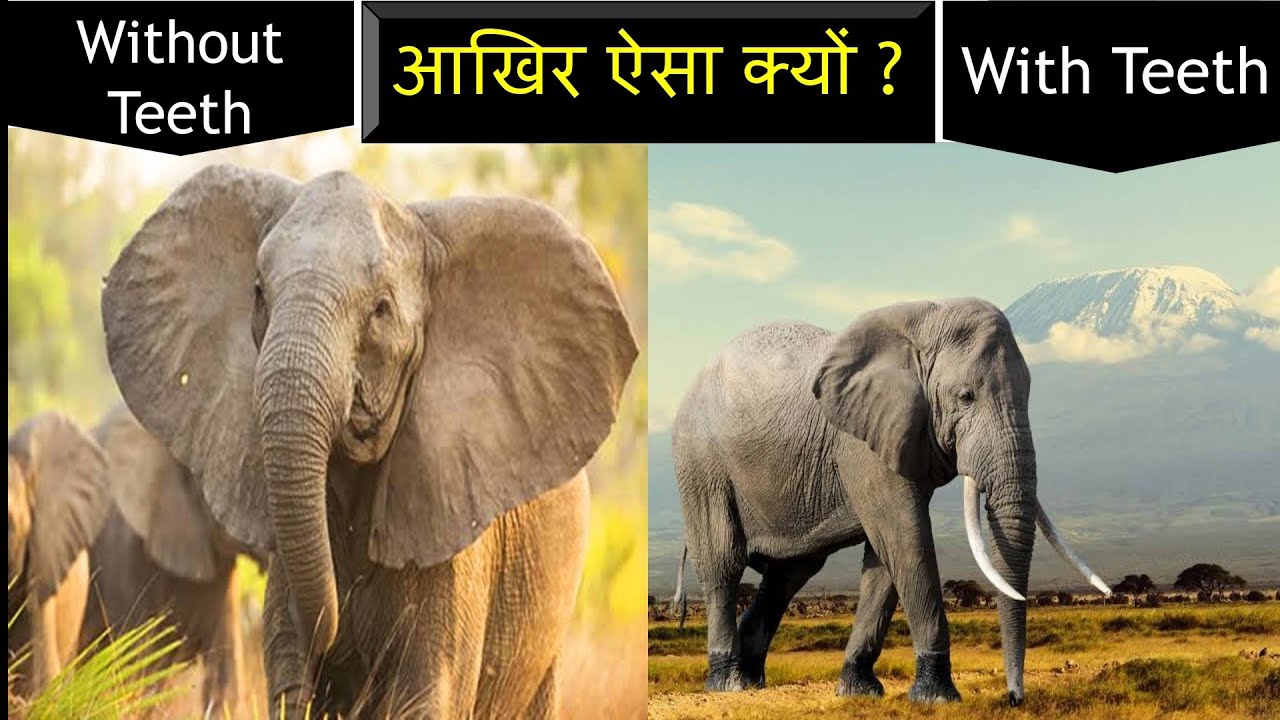 Top 10 Amazing Facts in Hindi Animals Whale gk facts