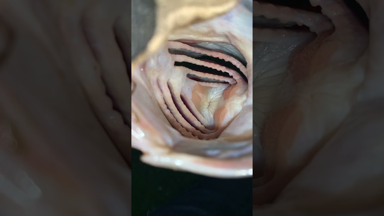 Watch Inside Its Breathing Mouth on YouTube Watch Inside Its Breathing Mouth on YouTube