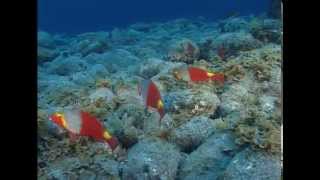 Underwater images of Punta de La Restinga - Mar de Las Calmas screenshot 5