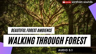 Beautiful sounds of Forest - Sudden changes Sunny day to rainy day
