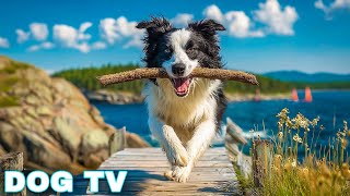 12 Hours of Dog TV for Dogs to Watch 🐶 Anti-Anxiety Video for Dogs Left Home Alone - Calm Dog Music screenshot 4