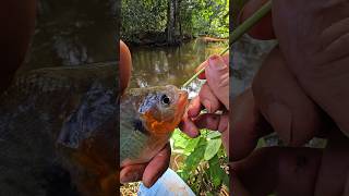 Esse peixe é perigoso #pescaria #fishing #peixe #rio