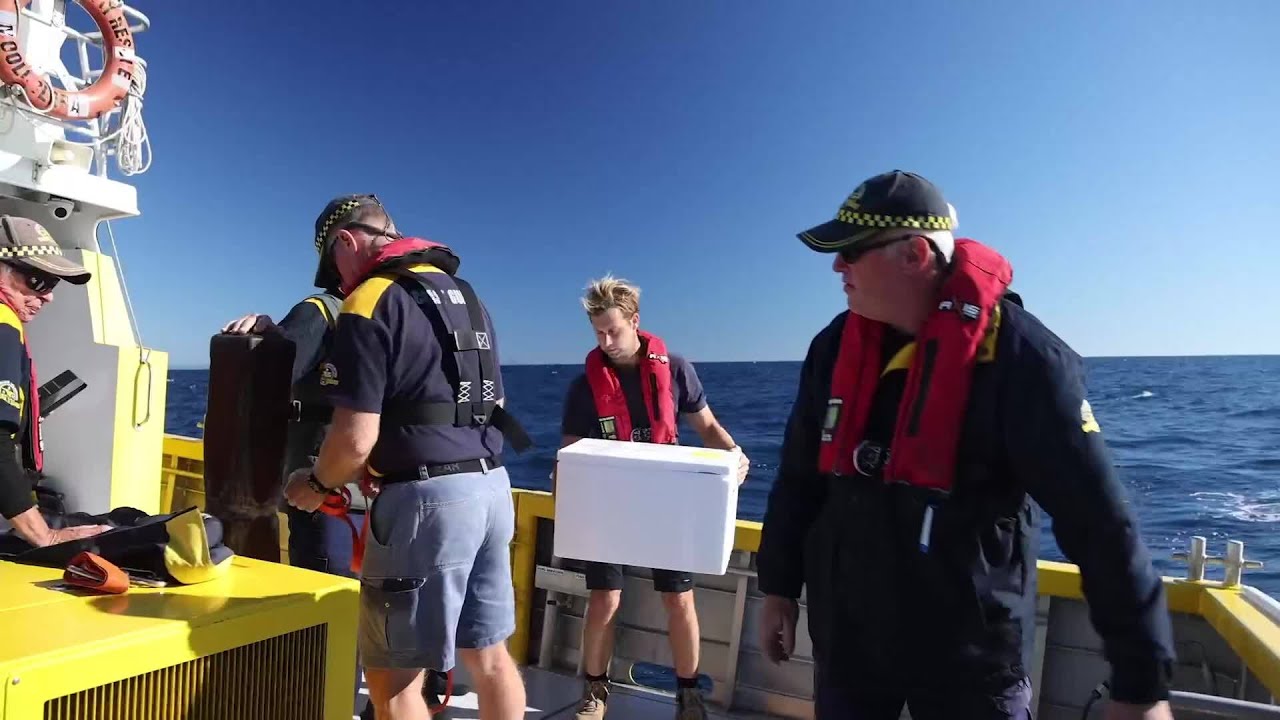 Rehabilitated Turtle Hatchlings Released Back to Sea After Recovery