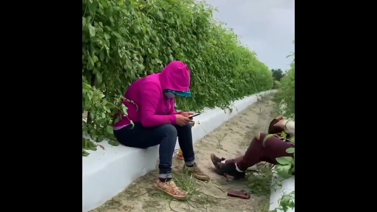 Amarre y corte de tomate en florida.USA