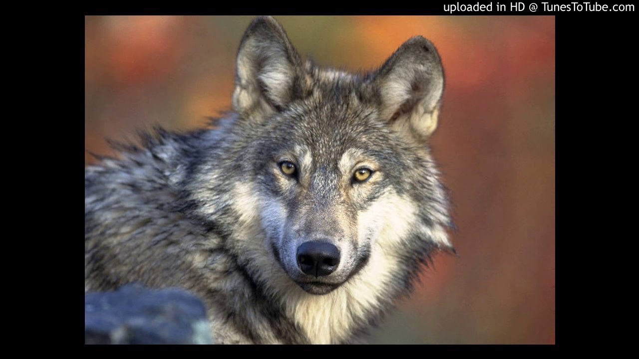 Watch Talla2XLC Dakapro on YouTube Watch Talla2XLC Dakapro on YouTube