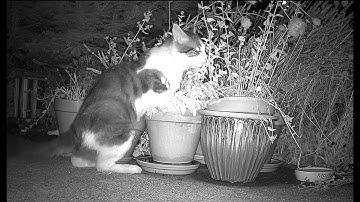 Catnip Highlight Reel #11