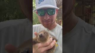 Man Holding a Cute Baby Sloth
