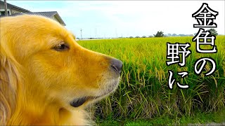 金色の野に降り立つゴールデン