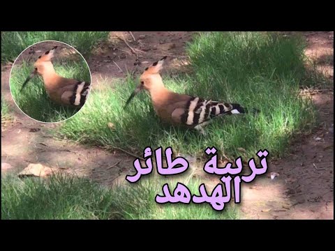 تربية طائر الهدهد داخل محمية لطيور الزينة وشرح تفصيلي لتربية طائر النبي سليمان عليه السلام 18