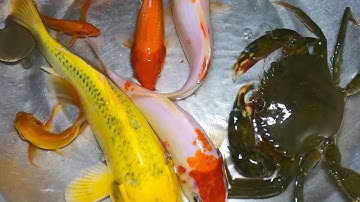 Thảo Cady câu cá ở dưới ao gần nhà, cá chép, cá trắm, cá vàng, cá koi, con cua.