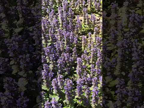 2:18 PM eclipse 2024 - bees back to normal and returned to forage