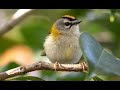 Common Firecrest 1h Bird Sound Common Firecrest 1h Bird Sound