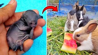 Cute Rabbit | 1 Day To 19 Days Old - Baby Rabbits Grow Up Day By Day