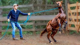 Training A Disrespectful Foal! (He's CRAZY!) | Foal Training [EP2]