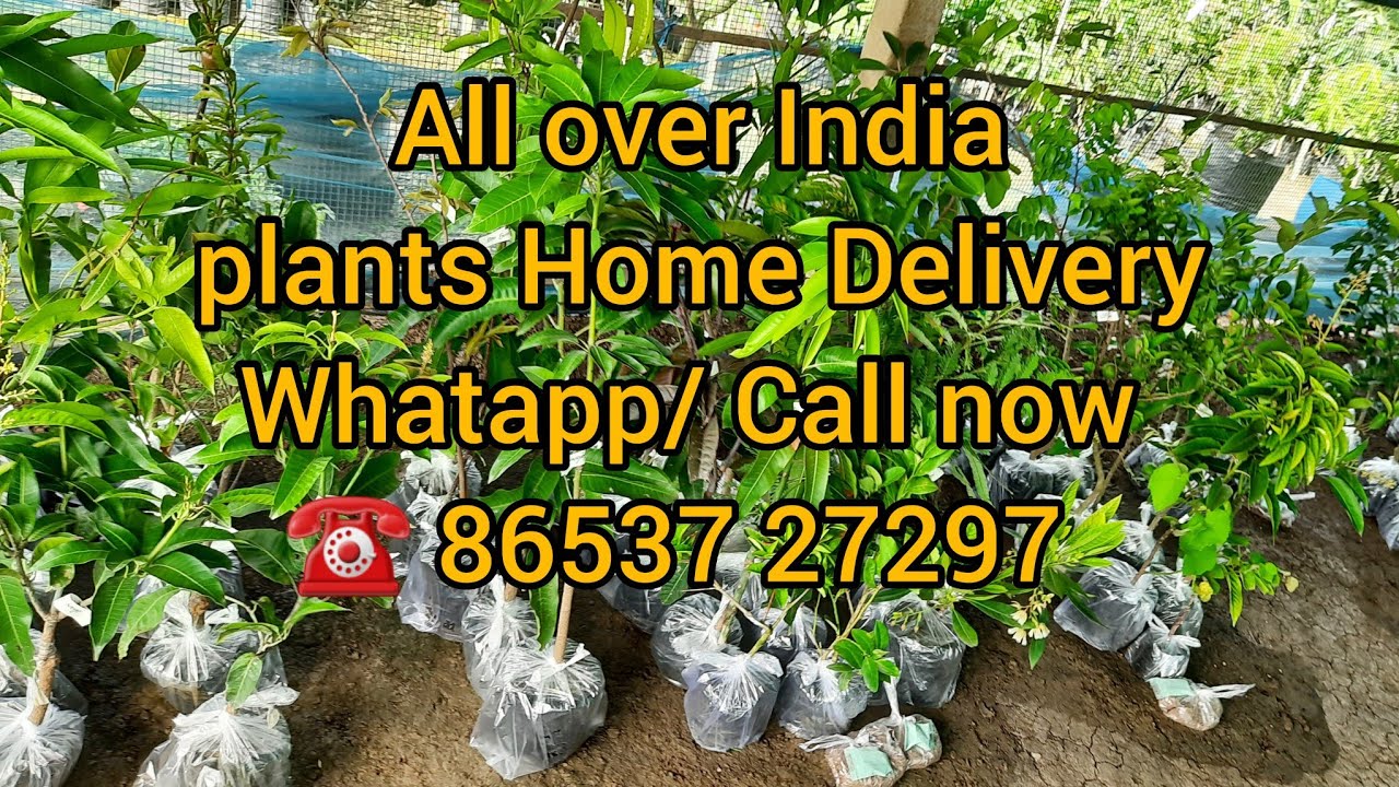 Online plants Home Delivery All over India 🇮🇳 YouTube