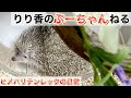 【ぷーちゃん】ヒメハリテンレックの日常！