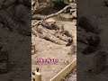 #meerkats #ytshorts #zoo#fun#animals #cute