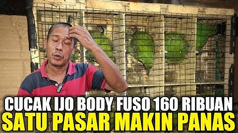 PRAMUKA MEMANAS ! CUMA KIOS PAKDE INI YG NEJAD JUAL CUCAK IJO RAWATAN 160 RIBU BODY SUPER
