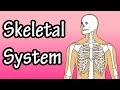 The Skeletal System Skeletal System Functions Skeletal System Basics 