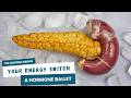 Unveiling the Body’s Master Regulator of Energy: The Pancreas in Ultra-High Definition 8K