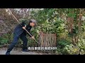 户外堆肥省事，但经常维护下比任其自然发展还是要分解快些#自制堆肥 #堆肥 #三农 #厨余堆肥