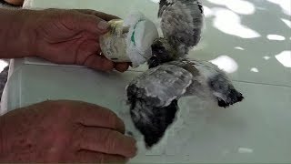 Pigeon Comment Nourrir Un Jeune Pigeon Age D Environ 15 Jours Lc Video Youtube Pigeon Comment Nourrir Un Jeune Pigeon Age D Environ 15 Jours Lc Video Youtube