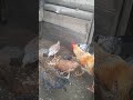 Gallinas de campo.