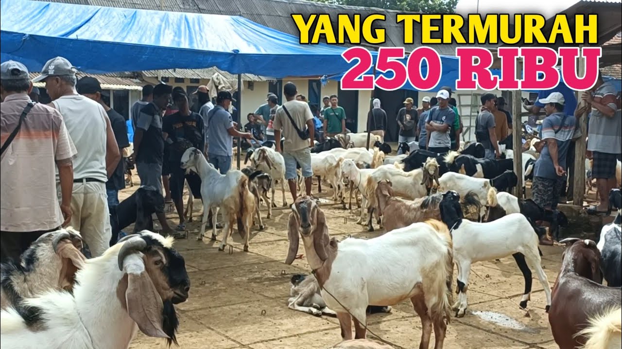 250 Ribu Rupiah To Rm