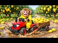 Monkey Drives Tractor to Harvest Ripe Mangoes & Gets Stuck in Mud | Monkey Farm Work