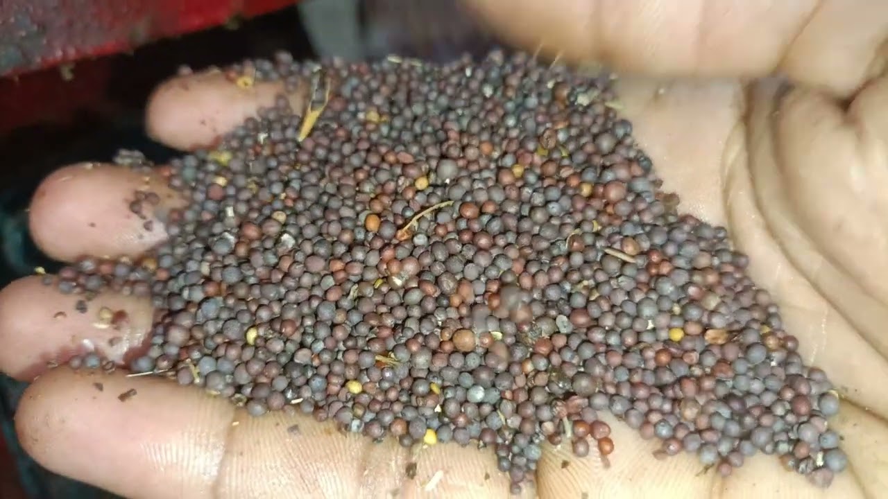  SARSON TEL KAISE NIKALA JATA HAI