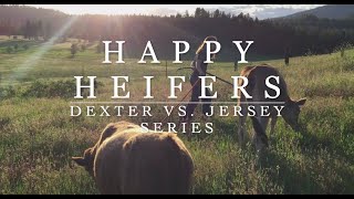 Dexter v Jersey Part 2: Happy Heifers