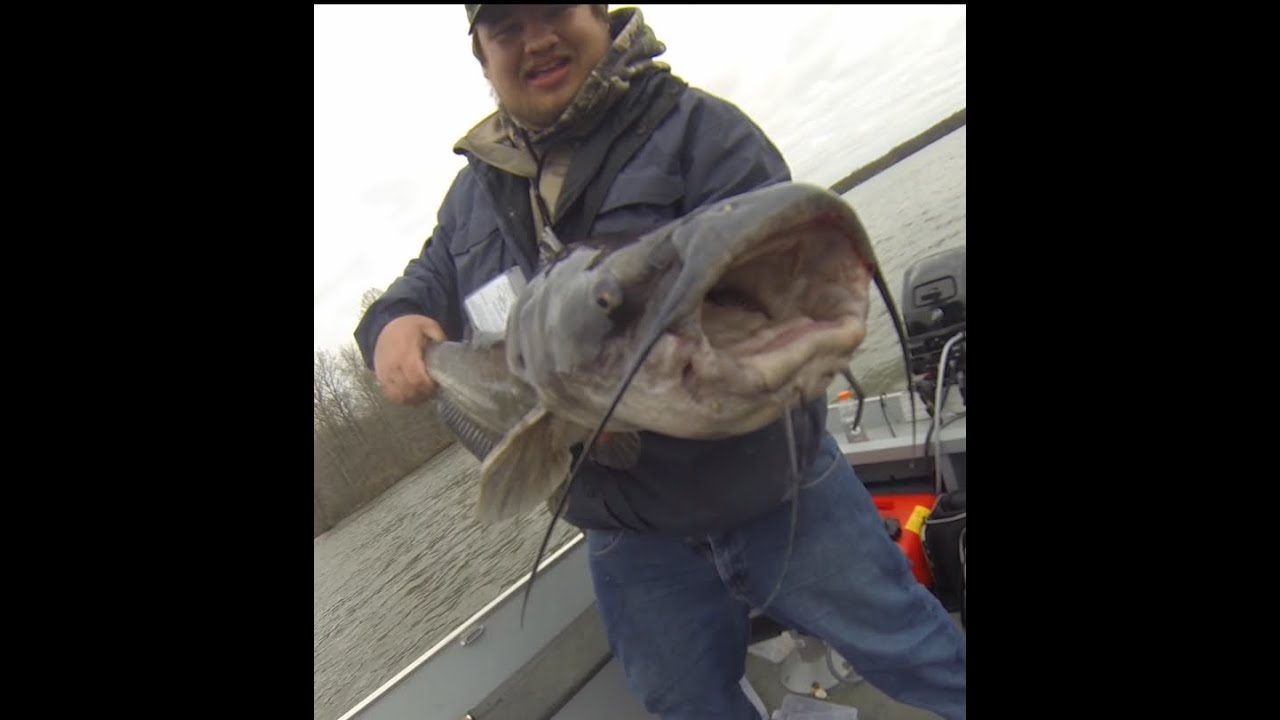 Monster Flathead Catfish Caught On Light Tackle Lake Pymatuning YouTube the-biggest-catfish-in-the-world-youtube