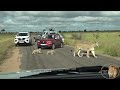 Lion Cubs Of Casper Introduced To Humans, Cars And An Elephant