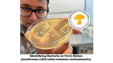 Identifying bacteria on petri dishes (mushroom cultivation from spores) 36 hour update